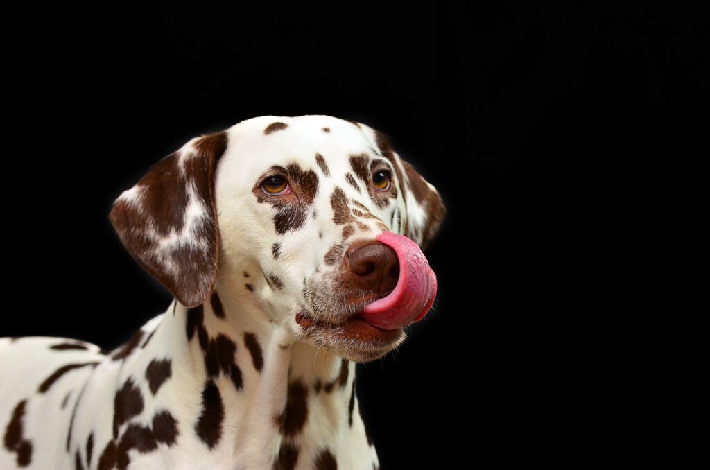 dalmatian, dog, nature-1020790.jpg